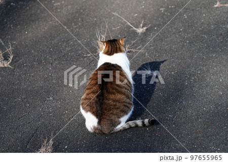 深い霧が晴れ冷えた身体を温める猫たち 深い霧が晴れ冷えた身体を温める猫たち 97655965