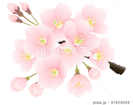 ソメイヨシノ　桜　花 97656009