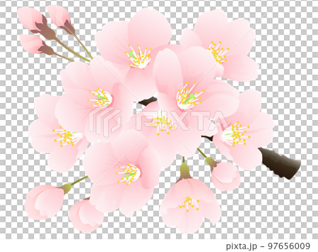 Soy Yoshino cherry tree flower 97656009