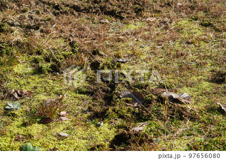エサの少ない冬 獣に掘り返された草地 エサの少ない冬 獣に掘り返された草地 97656080
