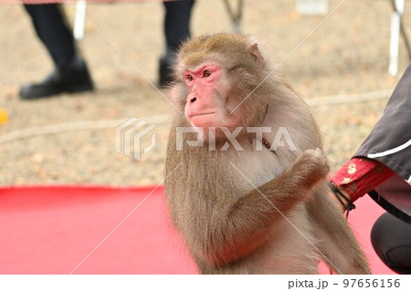 猿回しのサル 97656156
