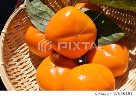 収穫した柿の実 庄内柿 収穫した柿の実 庄内柿 97656163