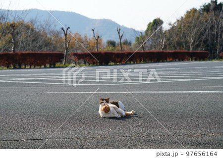 真冬の朝　深い霧が晴れ太陽光で冷えた身体を温める可愛い猫たち 97656164