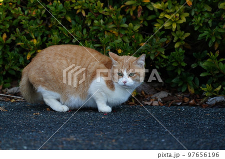 真冬の朝　深い霧が晴れ太陽光で冷えた身体を温める可愛い猫たち 97656196