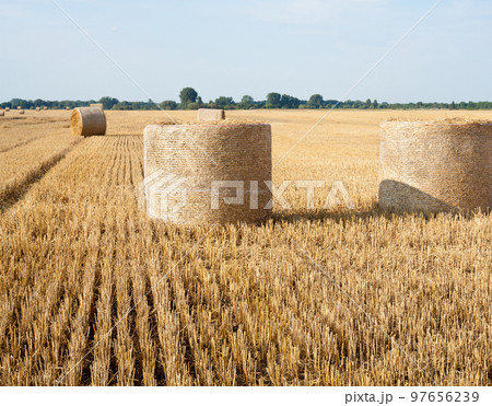 Straw rolls on the field. 97656239