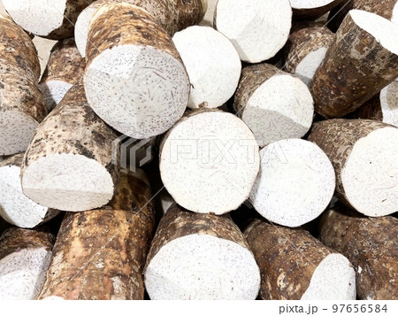 サトイモ科の植物であるタロイモ 97656584