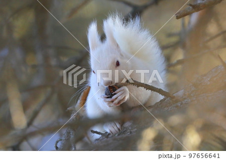 【北海道】白いエゾリス 【北海道】白いエゾリス 97656641