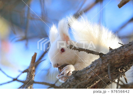 【北海道】白いエゾリス 【北海道】白いエゾリス 97656642