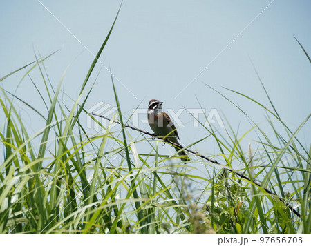 久住高原で枝にとまるホオジロ　大分県竹田市久住町大字久住 97656703
