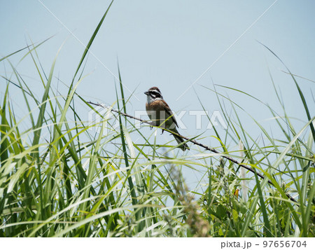久住高原で枝にとまるホオジロ　大分県竹田市久住町大字久住 97656704