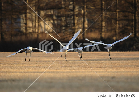 北海道鶴居村　タンチョウ鶴 97656730