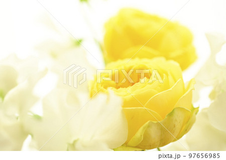 春にプレゼントしたい明るい華やかなやわらかい黄色のバラの花 97656985