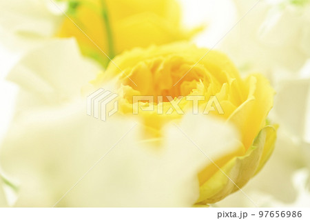 春にプレゼントしたい明るい華やかなやわらかい黄色のバラの花 97656986