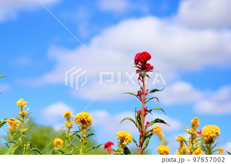 ケイトウの花 ケイトウの花 97657002
