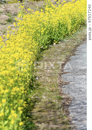 道路沿いの菜の花 97657240