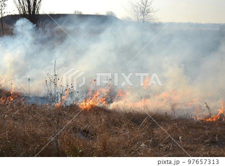 Dry grass burning on field during day close-up. Burning dry grass in field. Flame, fire, smoke, ash, dried grass. Smoking wild fire. Ecological disaster, environment, climate change, ecology pollution 97657313