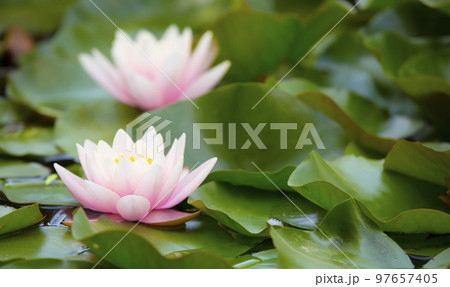 Beautiful pink waterlily or lotus flower in pond. 97657405