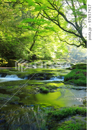 光さす新緑の菊池渓谷（縦構図） 97657417