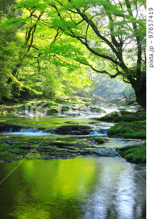 光さす新緑の菊池渓谷（縦構図） 97657419