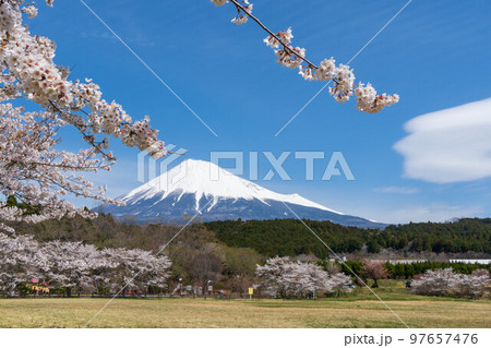春イメージ　桜と富士山 97657476