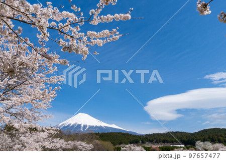 春イメージ　桜と富士山 97657477