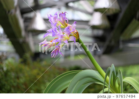 ブルーアマリリスの花 97657494
