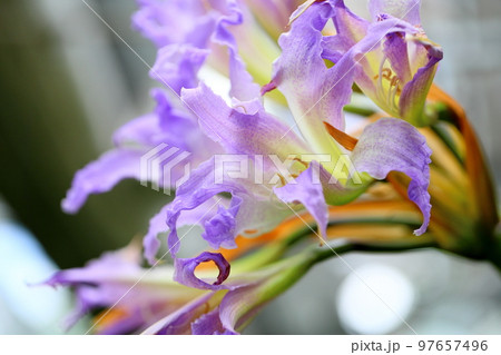 ブルーアマリリスの花 ブルーアマリリスの花 97657496