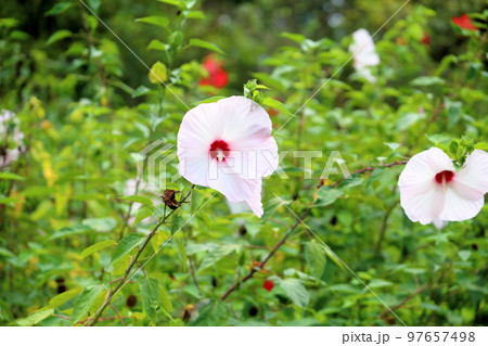 タイタンビカスの花 97657498