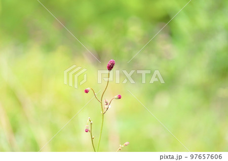 ワレモコウの花 97657606