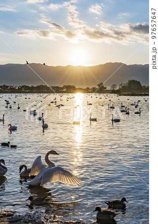 新潟　瓢湖の白鳥 97657647