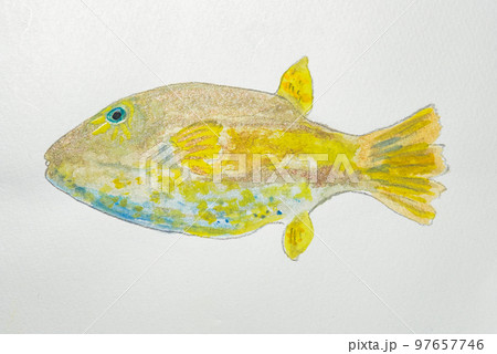 日本の魚世界の魚大集合 97657746