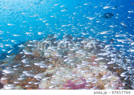 沖縄の珊瑚礁に群れる小魚の魚群（スカシテンジクダイ） 97657760