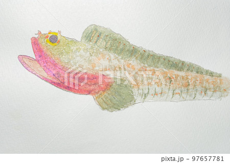 日本の魚世界の魚大集合 日本の魚世界の魚大集合 97657781
