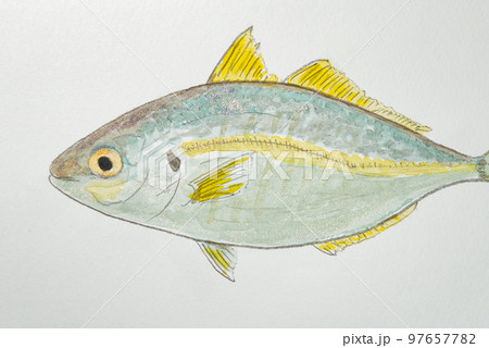 日本の魚世界の魚大集合 日本の魚世界の魚大集合 97657782