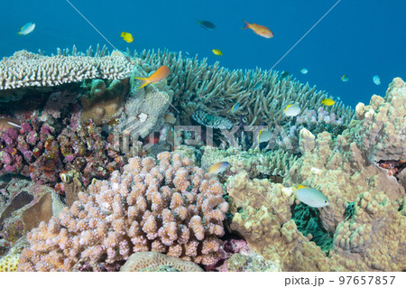 太陽光刺す沖縄のゴージャスな珊瑚礁の水中写真 97657857