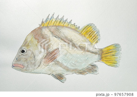 日本の魚世界の魚大集合 97657908