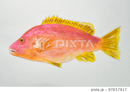 日本の魚世界の魚大集合 97657917