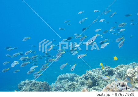 沖縄の珊瑚礁に群れる美しいスズメダイの水中写真 97657939