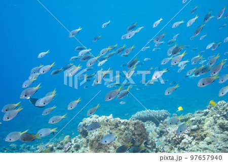 沖縄の珊瑚礁に群れる美しいスズメダイの水中写真 97657940