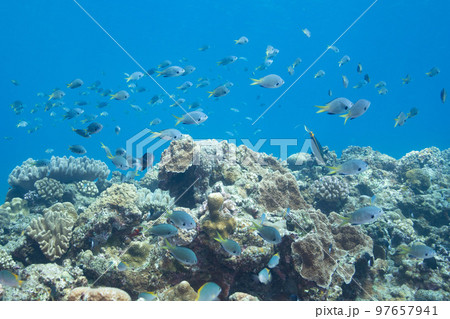 沖縄の珊瑚礁に群れる美しいスズメダイの水中写真 97657941