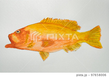 日本の魚世界の魚大集合 日本の魚世界の魚大集合 97658006