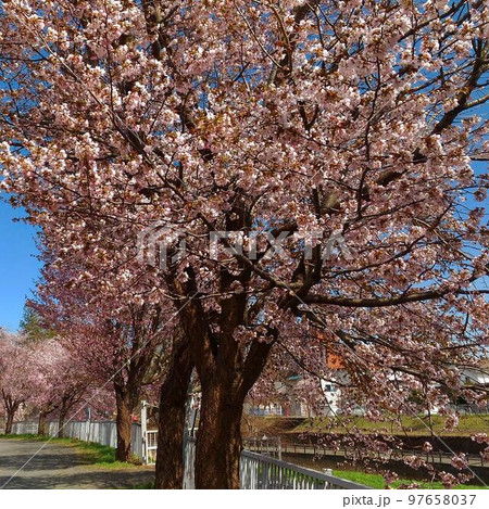 北海道千歳市の桜木 北海道千歳市の桜木 97658037
