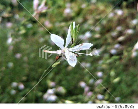 風に舞う、 蝶のような姿の風情ある白い花 風に舞う、 蝶のような姿の風情ある白い花 97658038