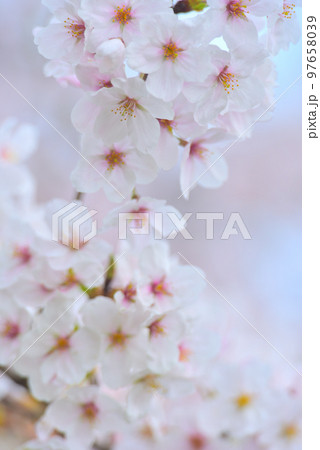 日本の春 満開の桜 97658039