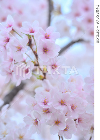 日本の春 満開の桜 97658041