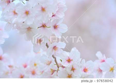 日本の春 満開の桜 日本の春 満開の桜 97658042