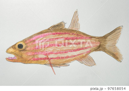 日本の魚世界の魚大集合 97658054