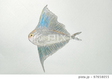 日本の魚世界の魚大集合 日本の魚世界の魚大集合 97658055