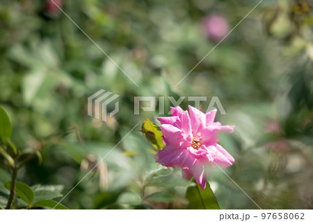 沖縄に自生するコウシンバラの花 97658062