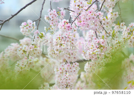 日本の春 満開の桜 日本の春 満開の桜 97658110